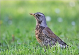 <p>DROZD KVÍČALA (Turdus pilaris) /Fieldfare - Wacholderdrossel/</p>